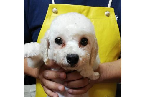 販売中のティーカッププードルの親犬